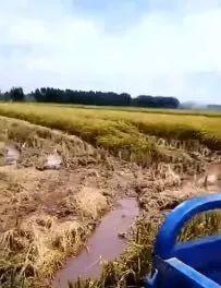 在哪里看谷子爆料视频,独家视频观看指南  第2张