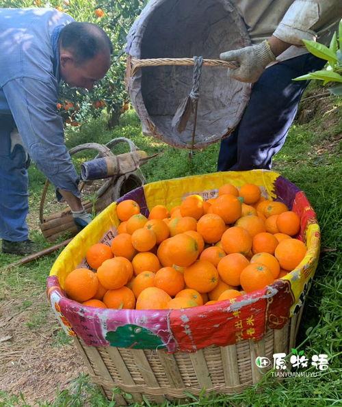 爆料水果视频,独家爆料带你领略水果界的秘密世界 第2张 爆料水果视频,独家爆料带你领略水果界的秘密世界 第2张