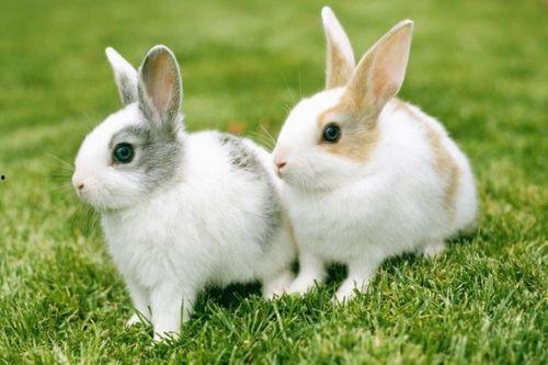 娱乐吃瓜酱兔圆圆,揭秘娱乐圈那些不为人知的幕后故事  第2张