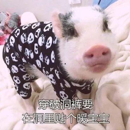 搞笑猪视频在线观看,猪你笑翻!搞笑猪视频在线狂欢盛宴 第2张 搞笑猪视频在线观看,猪你笑翻!搞笑猪视频在线狂欢盛宴 第2张