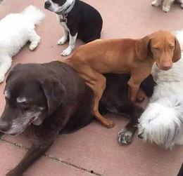 狗子的最新爆料,娱乐圈惊天大秘密大揭秘! 第2张 狗子的最新爆料,娱乐圈惊天大秘密大揭秘! 第2张