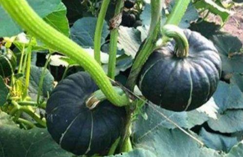 吃瓜百万网红是谁,吃瓜百万网红背后的故事 第2张 吃瓜百万网红是谁,吃瓜百万网红背后的故事 第2张