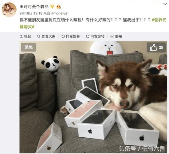 娱乐吃瓜菌小狗视频,娱乐菌带你领略萌宠欢乐时光 第3张 娱乐吃瓜菌小狗视频,娱乐菌带你领略萌宠欢乐时光 第3张