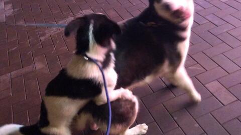 色狗狗 在线观看,一场视觉与情感的盛宴  第2张