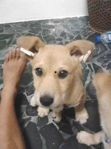 色狗狗 在线观看,一场视觉与情感的盛宴  第3张