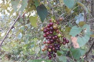 野葡萄在线观看,在线观看，探寻神秘野葡萄的奇幻之旅
