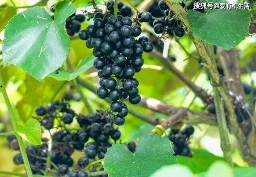 野葡萄在线观看,在线观看,探寻神秘野葡萄的奇幻之旅 第2张 野葡萄在线观看,在线观看,探寻神秘野葡萄的奇幻之旅 第2张