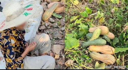 偷南瓜最新爆料视频,惊现神秘幕后黑手！  第1张