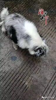 最新宠物爆料视频,网红宠物的爆笑日常！  第1张