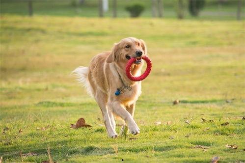 最新宠物爆料视频,网红宠物的爆笑日常！  第3张
